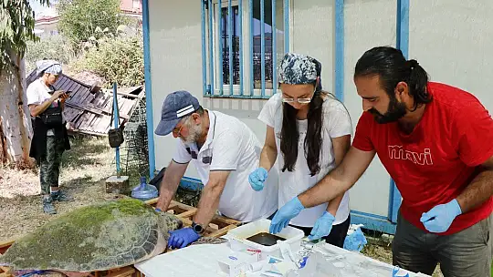 Tedavisi tamamlanan caretta caretta denize bırakıldı
