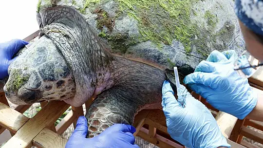 Tedavisi tamamlanan caretta caretta denize bırakıldı