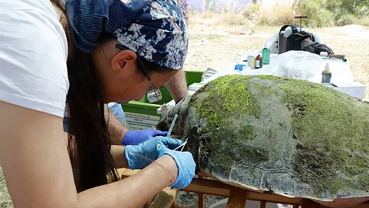 Tedavisi tamamlanan caretta caretta denize bırakıldı