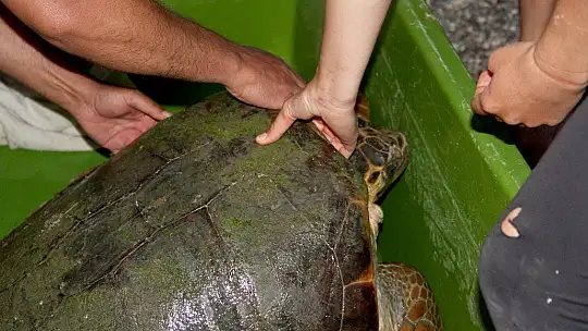 Tedavisi tamamlanan caretta caretta denize bırakıldı