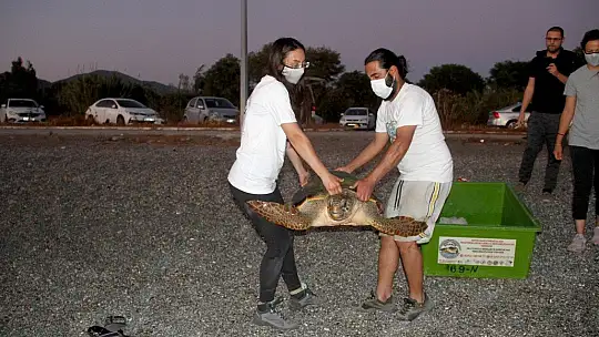 Tedavisi tamamlanan caretta caretta denize bırakıldı