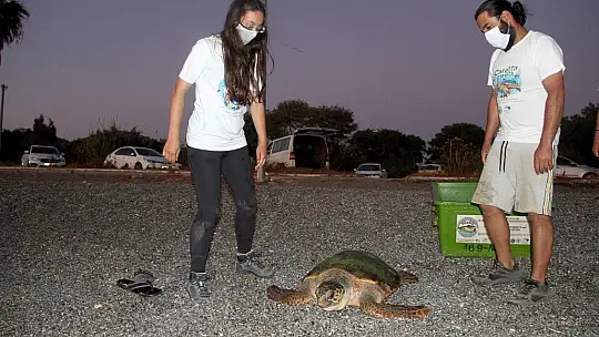 Tedavisi tamamlanan caretta caretta denize bırakıldı