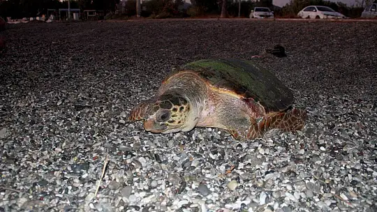Tedavisi tamamlanan caretta caretta denize bırakıldı