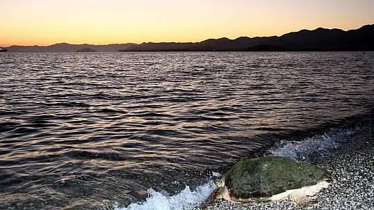 Tedavisi tamamlanan caretta caretta denize bırakıldı