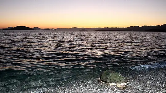 Tedavisi tamamlanan caretta caretta denize bırakıldı