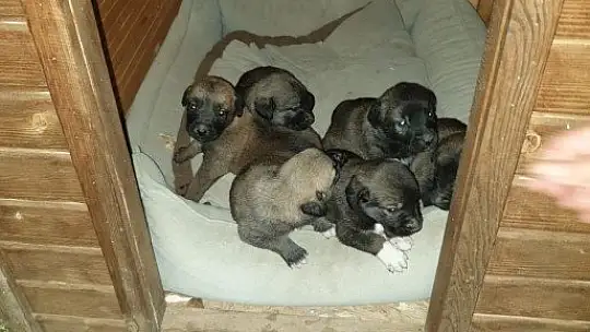 6 yavru köpek yağış öncesi kurtarıldı