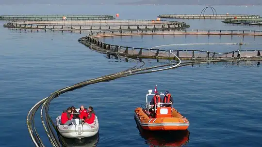 Türkiye'nin Börülce merkezi Muğla