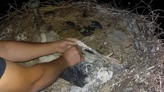 Ayağına ip dolanan Leylek kurtarıldı