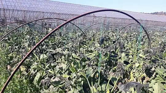 Fethiye'de kabak ve barbunya üreticileri, dona teslim oldu