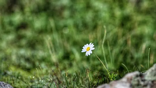 Baharın müjdecisi ilk cemre havaya düştü