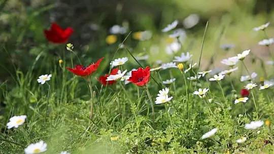 Baharın müjdecisi ilk cemre havaya düştü