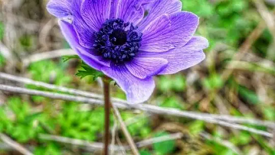 Baharın müjdecisi ilk cemre havaya düştü