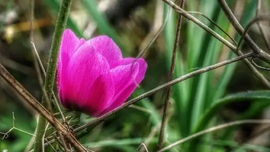 Baharın müjdecisi ilk cemre havaya düştü