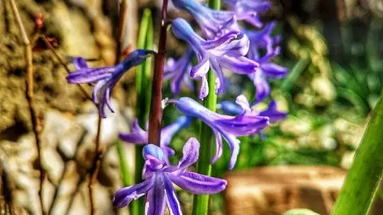 Baharın müjdecisi ilk cemre havaya düştü