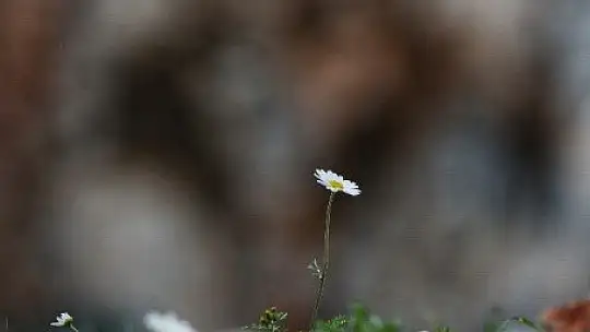 Baharın müjdecisi ilk cemre havaya düştü