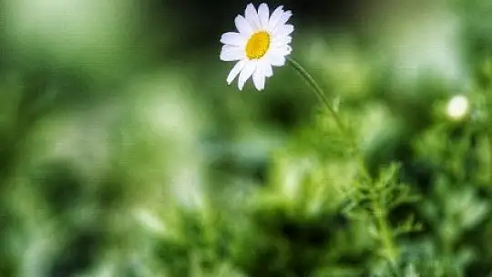 Baharın müjdecisi ilk cemre havaya düştü