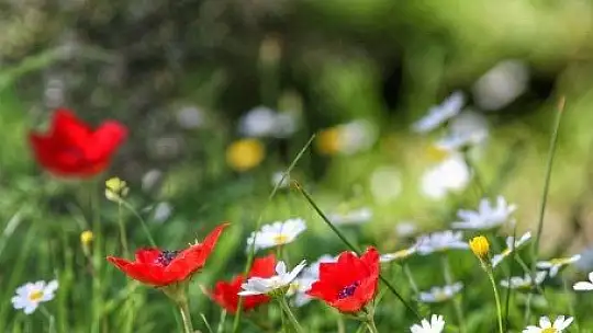 Baharın müjdecisi ilk cemre havaya düştü
