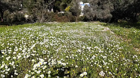 Baharın müjdecisi ilk cemre havaya düştü