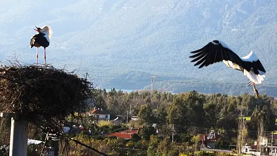 Baharın müjdecisi Leylekler geldi