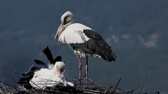 Baharın müjdecisi Leylekler geldi