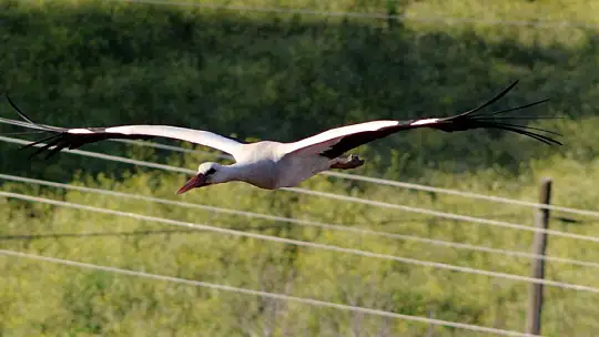 Baharın müjdecisi Leylekler geldi