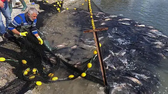 Balıkçılar ağı tarladan çekti