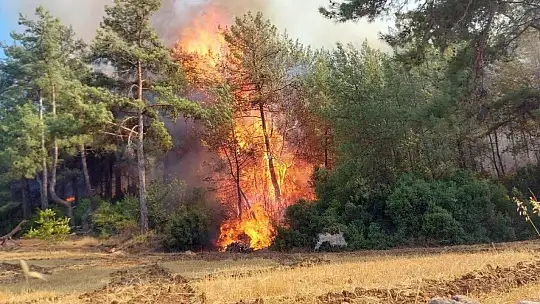 Balta girmemiş fesleğen ormanları alevlere teslim oldu