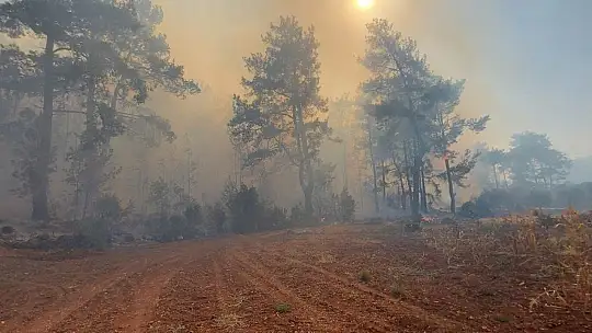 Balta girmemiş fesleğen ormanları alevlere teslim oldu