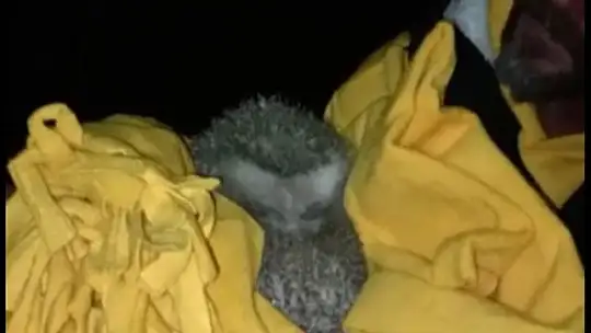 Bara giren kirpiyi polisler teslim aldı