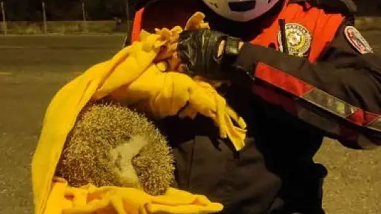 Bara giren kirpiyi polisler teslim aldı