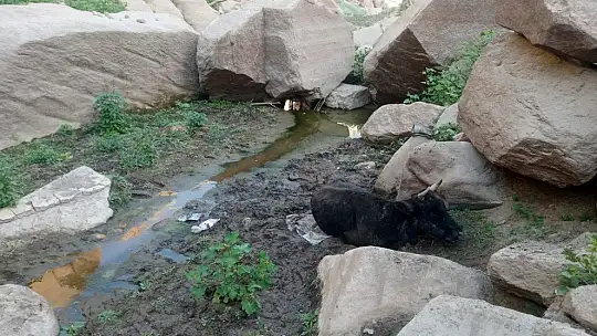 Bataklığa düşen inek kurtarıldı