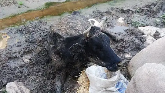 Bataklığa düşen inek kurtarıldı