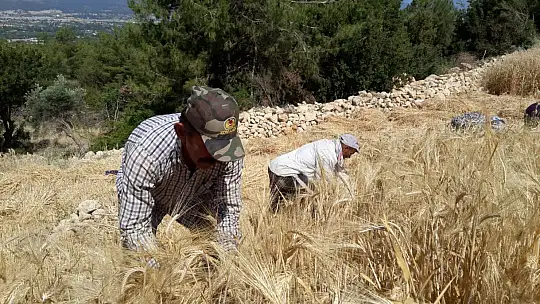 Buğday hasadını geleneksel yöntemlerle yapıyorlar