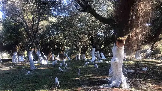 Belediye ekipleri, tarihi mezarlığın çehresini değiştirdi