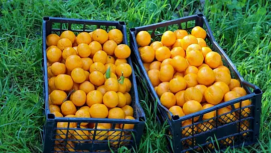 BELEDİYE, ELDE KALAN MANDALİNALARI SATIN ALACAK