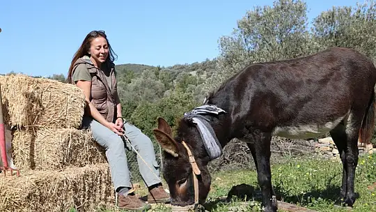 Belediye ekiplerince tedavisi tamamlanan eşek sahiplendirildi