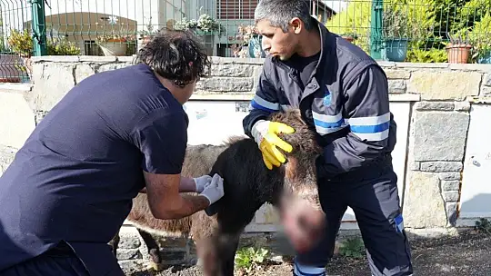 Belediye ekiplerince tedavisi tamamlanan eşek sahiplendirildi
