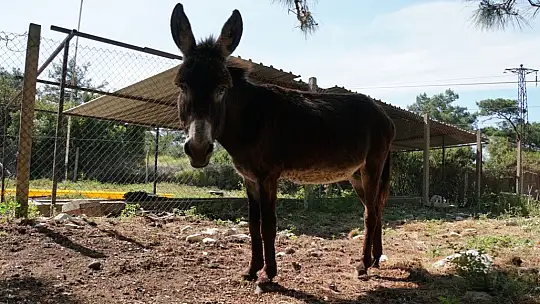 Belediye ekiplerince tedavisi tamamlanan eşek sahiplendirildi