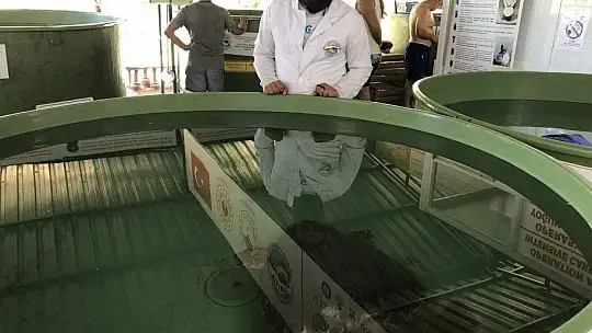 Belek'te kurtarılan Caretta'lar tedaviye alındı