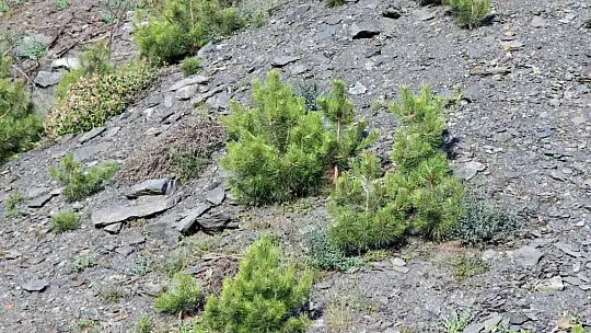Bir yıl önce yanan saha havadan görüntülendi