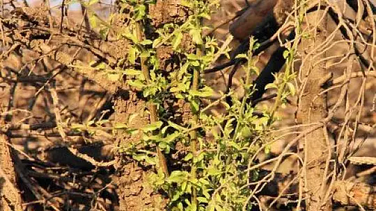 Bir yıl önce yanan saha havadan görüntülendi