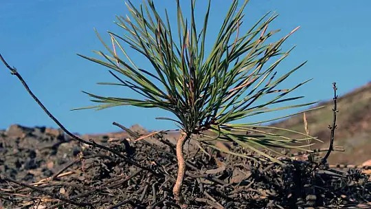 Bir yıl önce yanan saha havadan görüntülendi