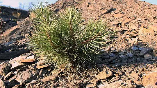 Bir yıl önce yanan saha havadan görüntülendi