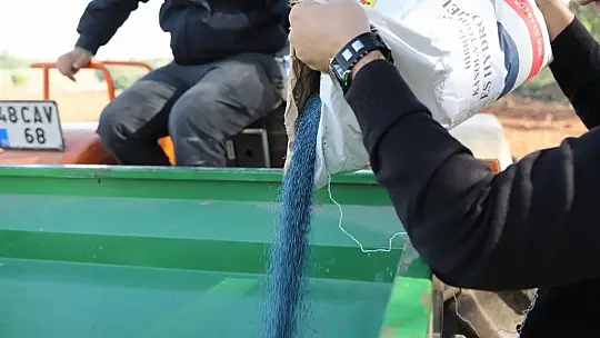 Bodrum Belediyesi Karakılçık Buğdayı ve Kanola tohumlarını toprakla buluşturdu