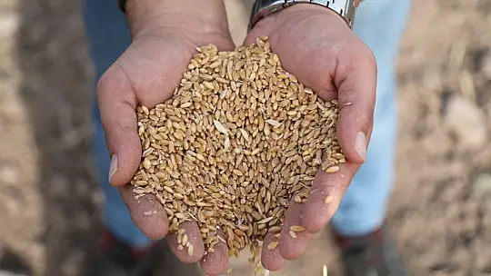 Bodrum Belediyesi Karakılçık Buğdayı ve Kanola tohumlarını toprakla buluşturdu