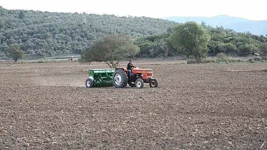 Bodrum Belediyesi Karakılçık Buğdayı ve Kanola tohumlarını toprakla buluşturdu