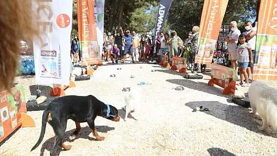 Bodrum Belediyesi'nden can dostları şenliği