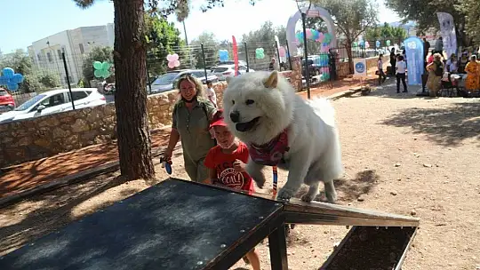 Bodrum Belediyesi'nden can dostları şenliği