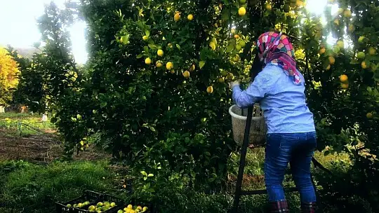 Bodrum Belediyesi üreticiye destek olmaya devam ediyor