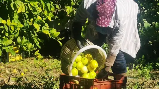 Bodrum Belediyesi üreticiye destek olmaya devam ediyor
